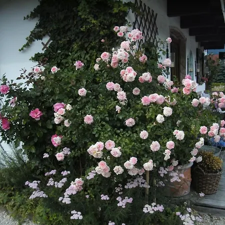 Pension Louise 3* Reit im Winkl